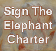 Sign on as Elephant Biologist Charter